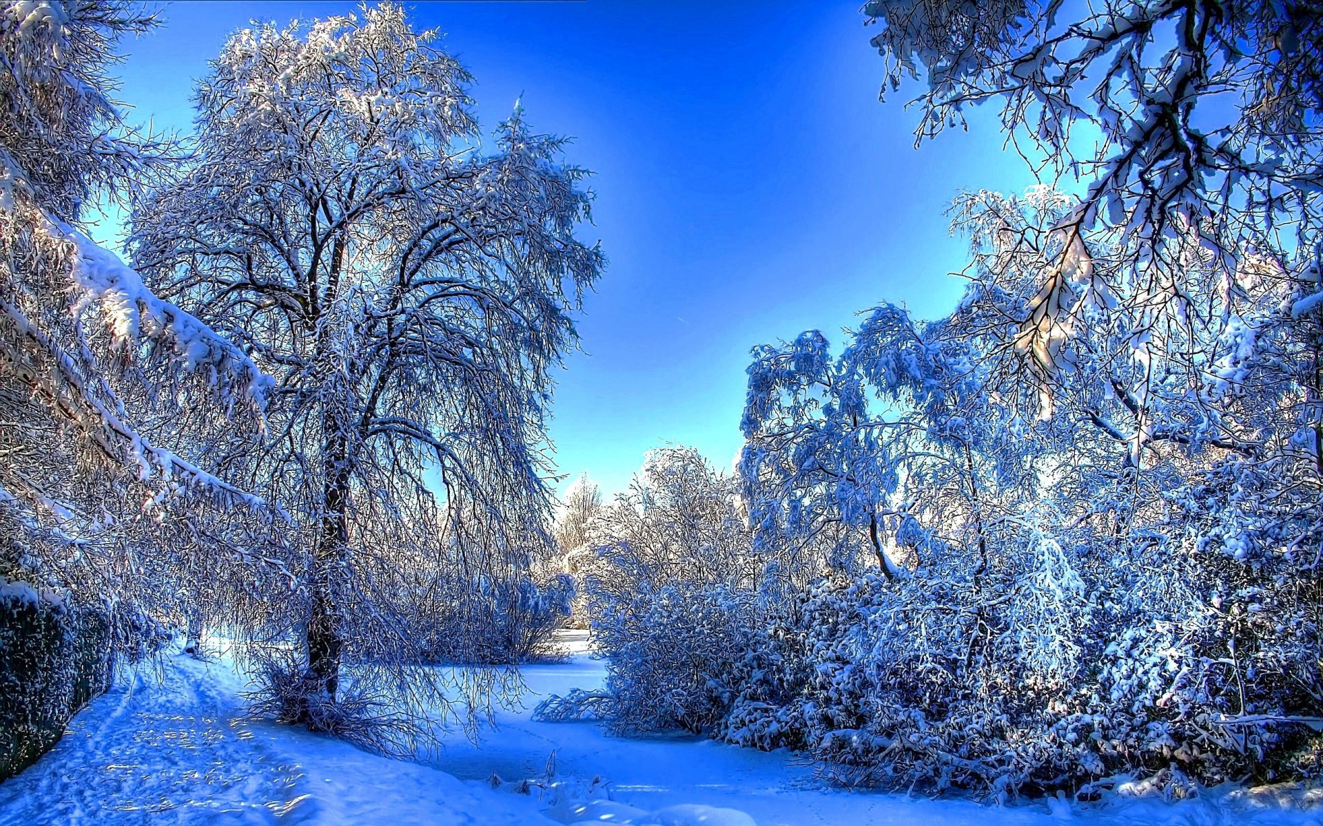 bosque árboles ramas invierno nieve huellas naturaleza