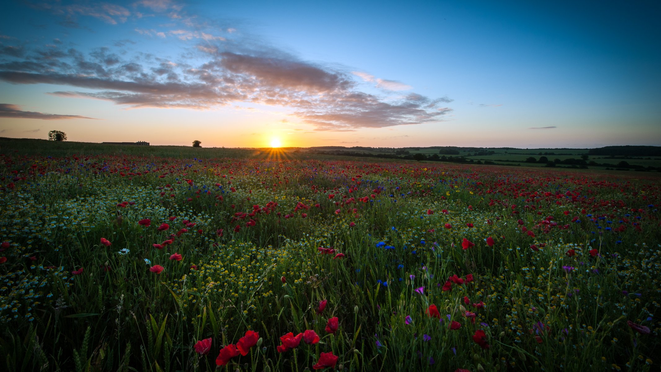 great britain england hertfordshire field flowers poppies daisies sky clouds sun