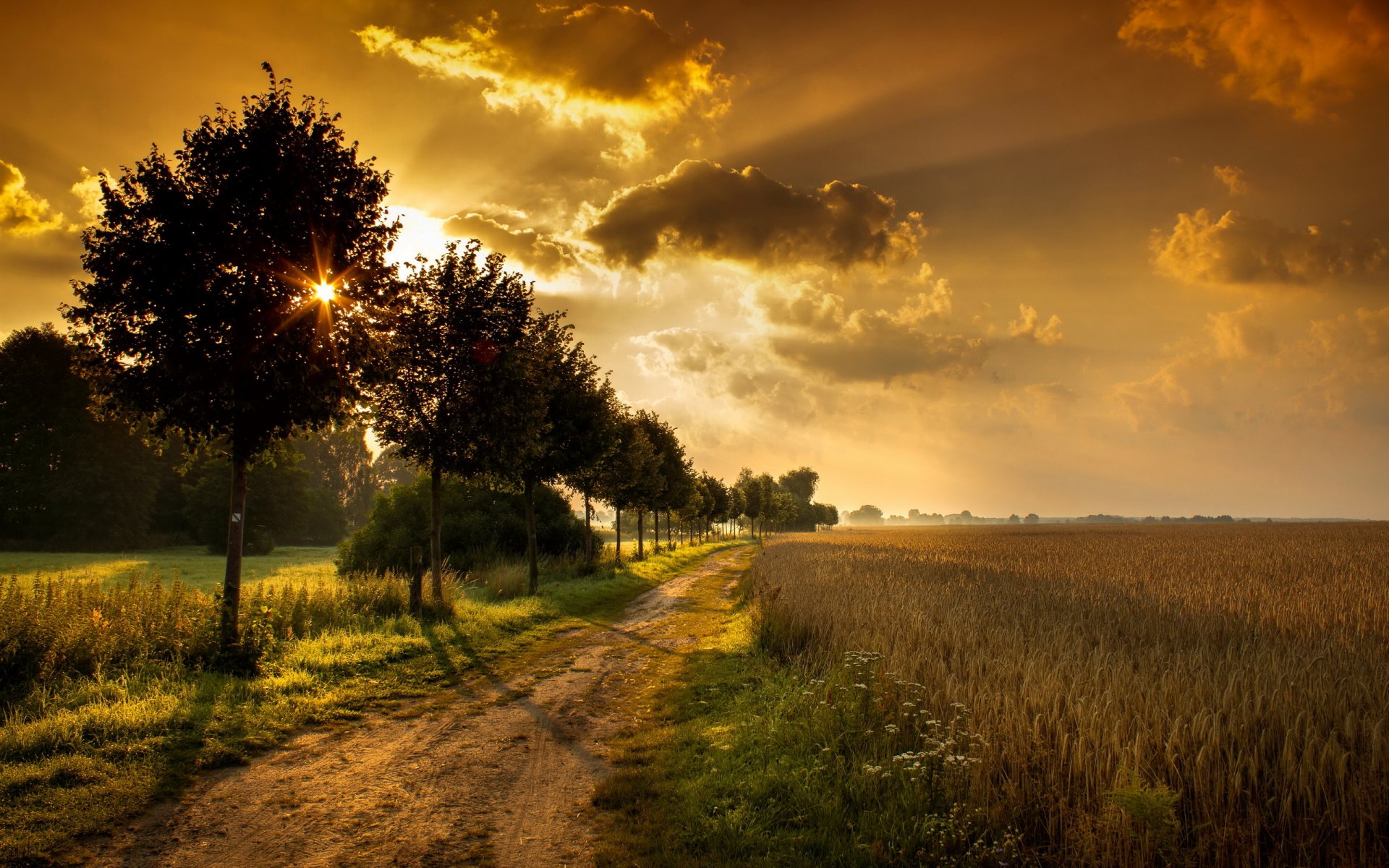 tramonto strada alberi campo paesaggio