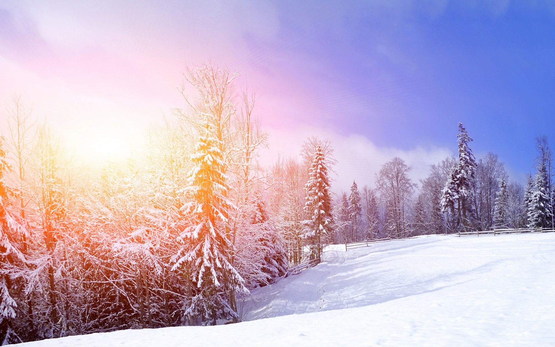 nature landscape tree winter snow mountain