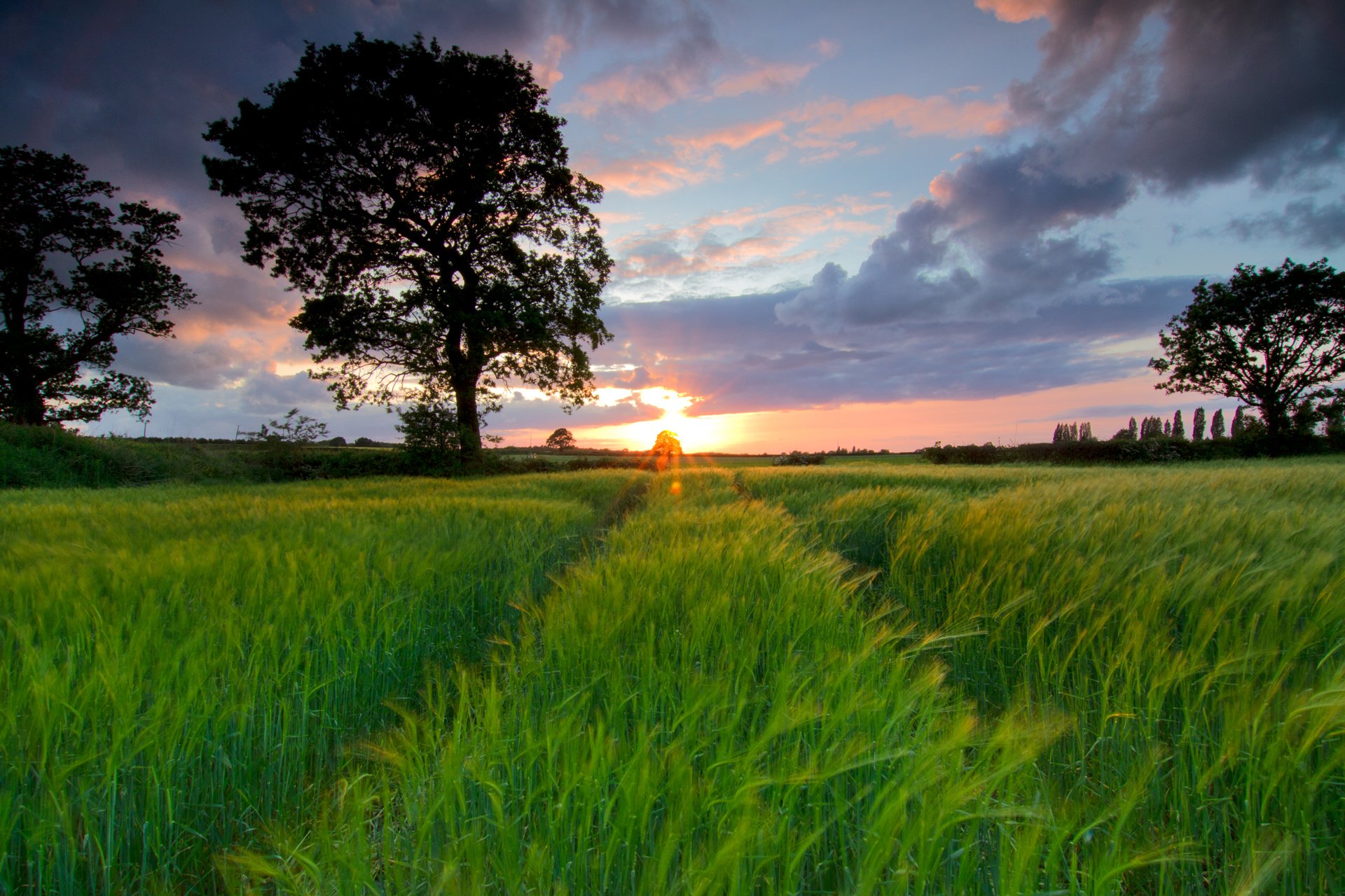 feld spuren baum sonnenuntergang