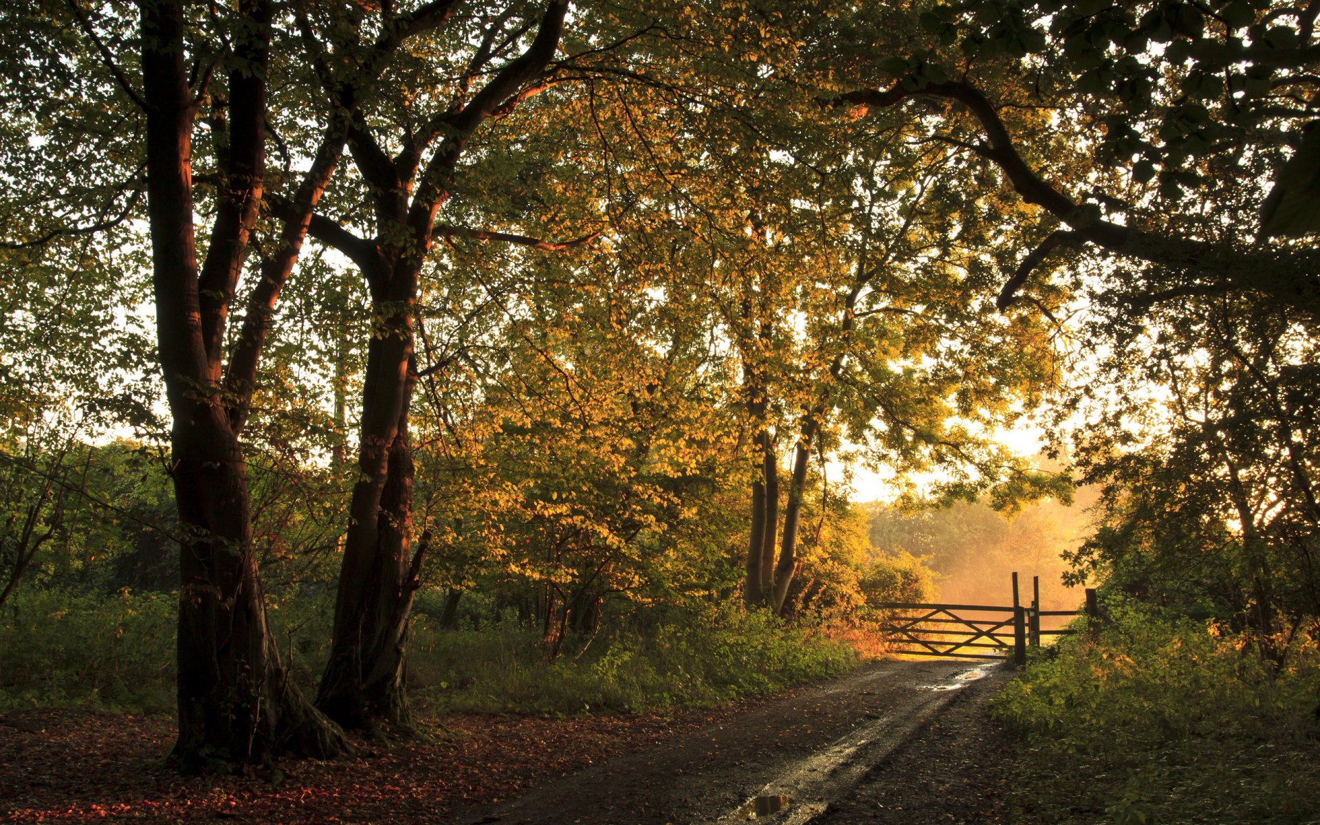 road forest fence autumn landscape