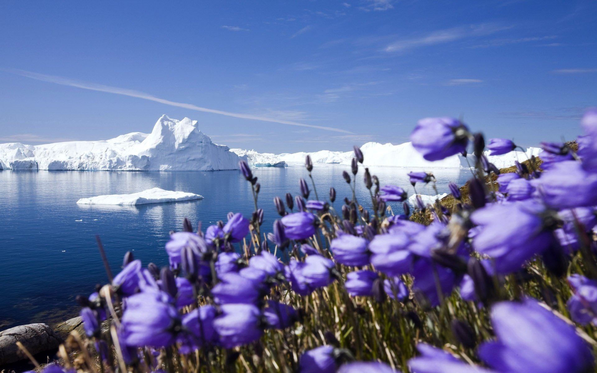 ártico nieve escarcha glaciar icebergs océano costa flores macro horizonte cielo nubes belleza limpieza