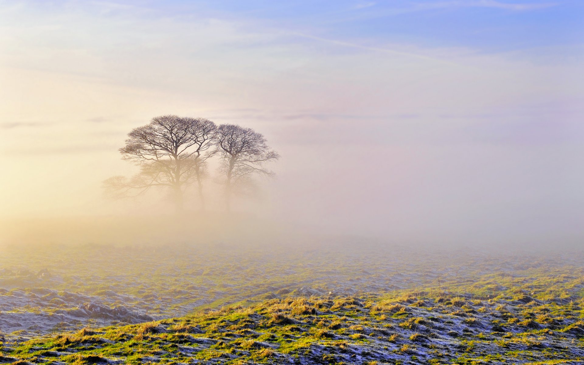 morgen nebel bäume himmel