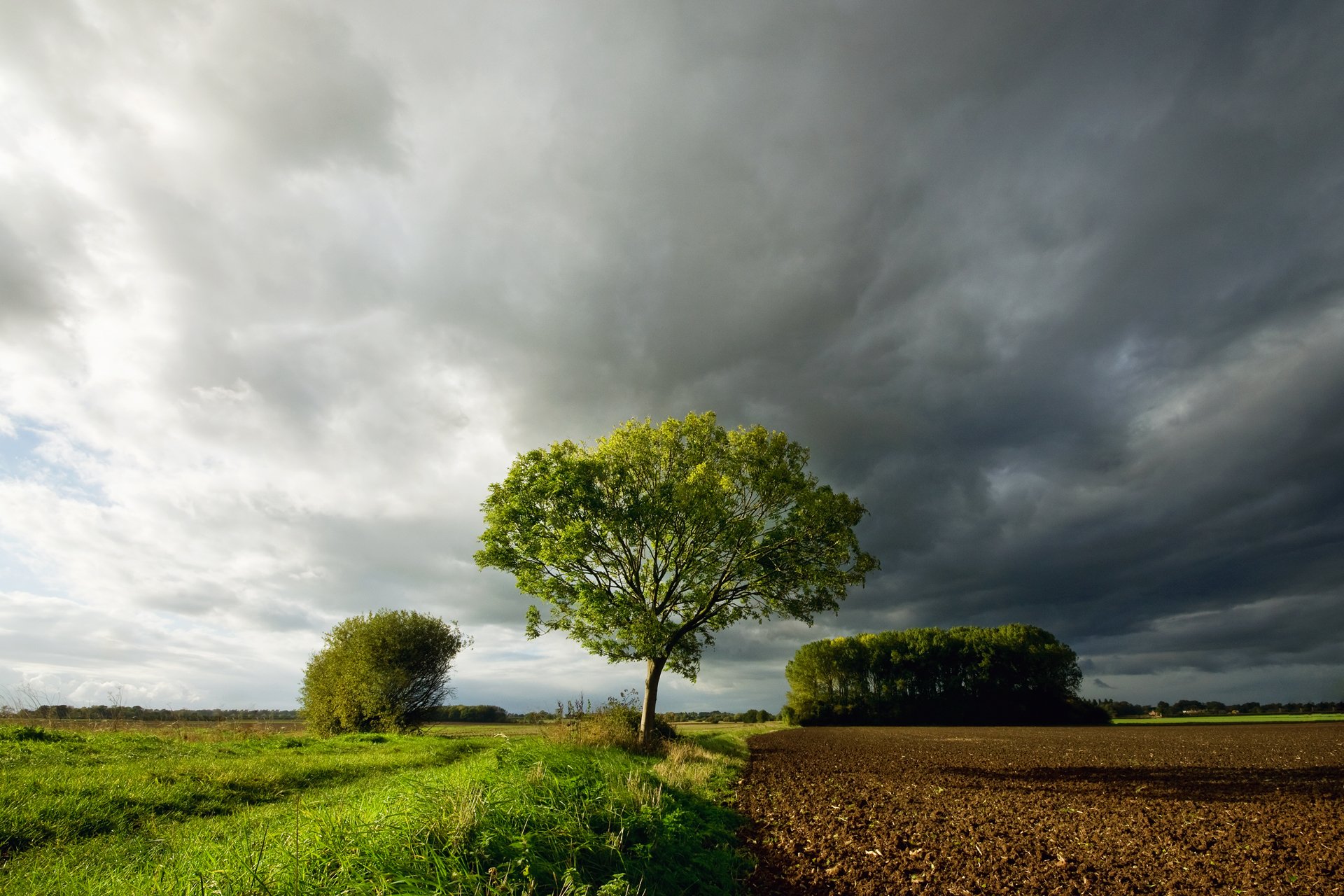 champ herbe ciel nuages nuages arbre