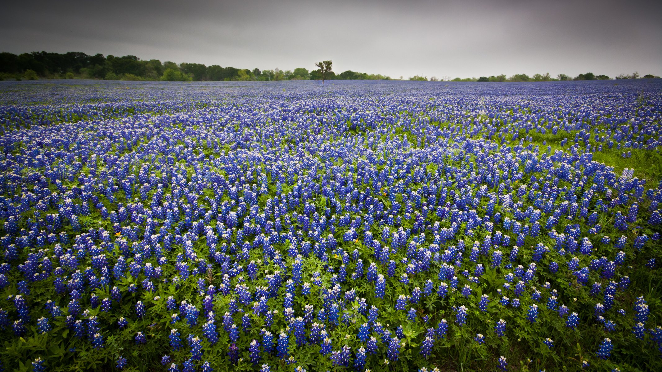 campo flores naturaleza paisaje