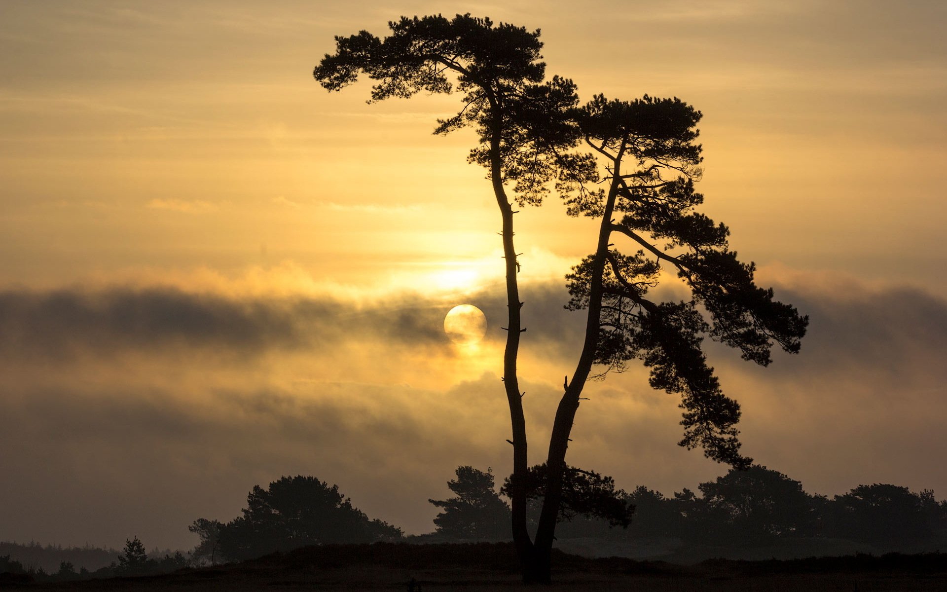 albero cielo paesaggio