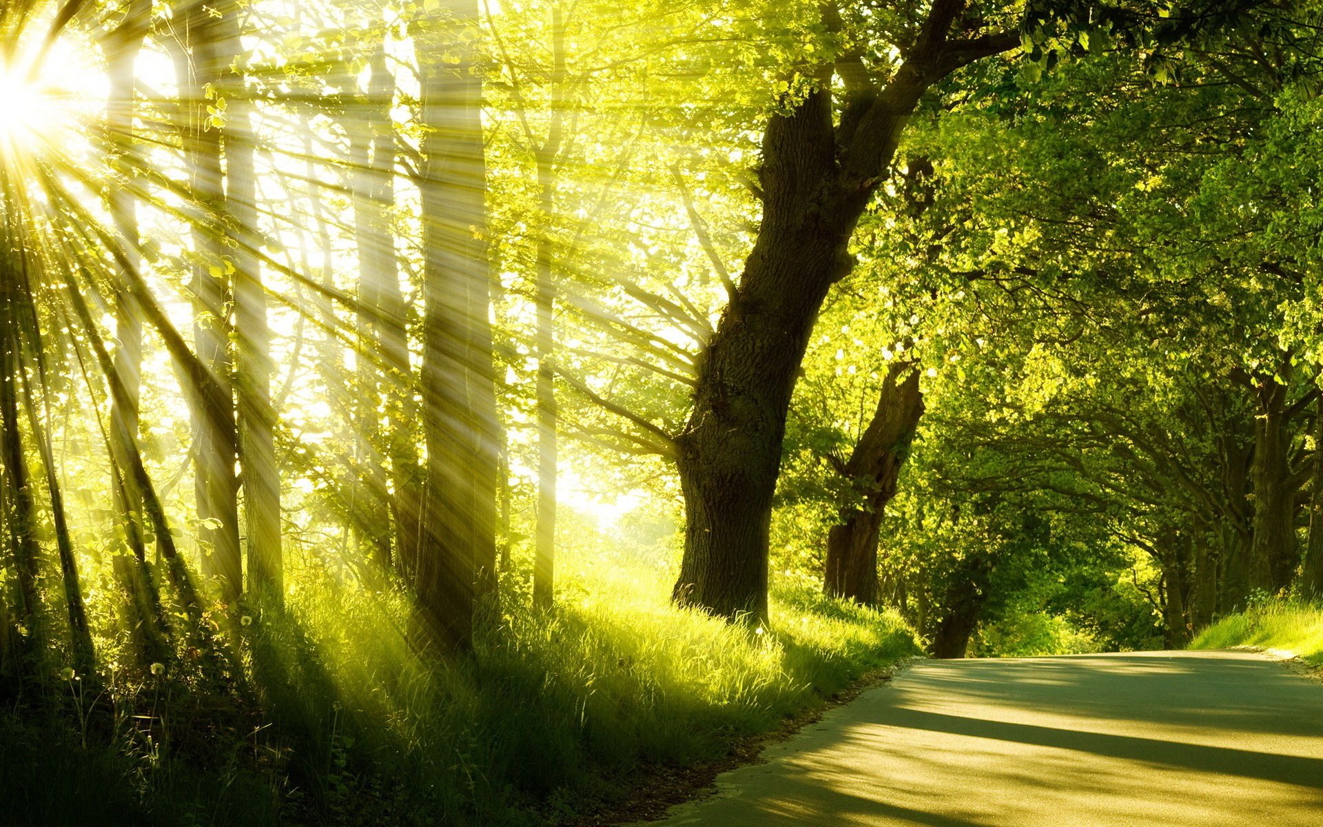 été parc route arbres herbe matin lever du soleil brouillard soleil rayons