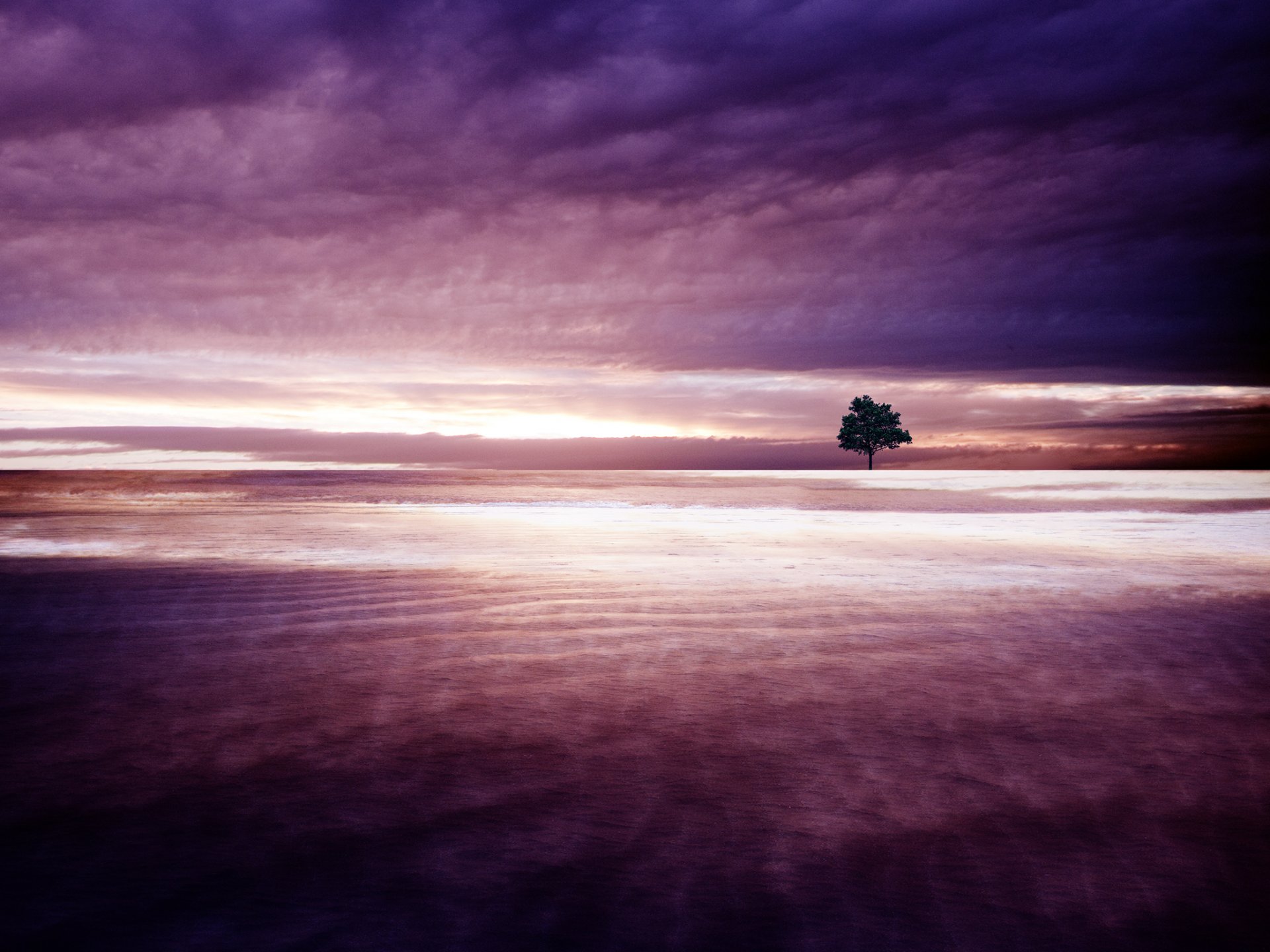 tree sky cloud