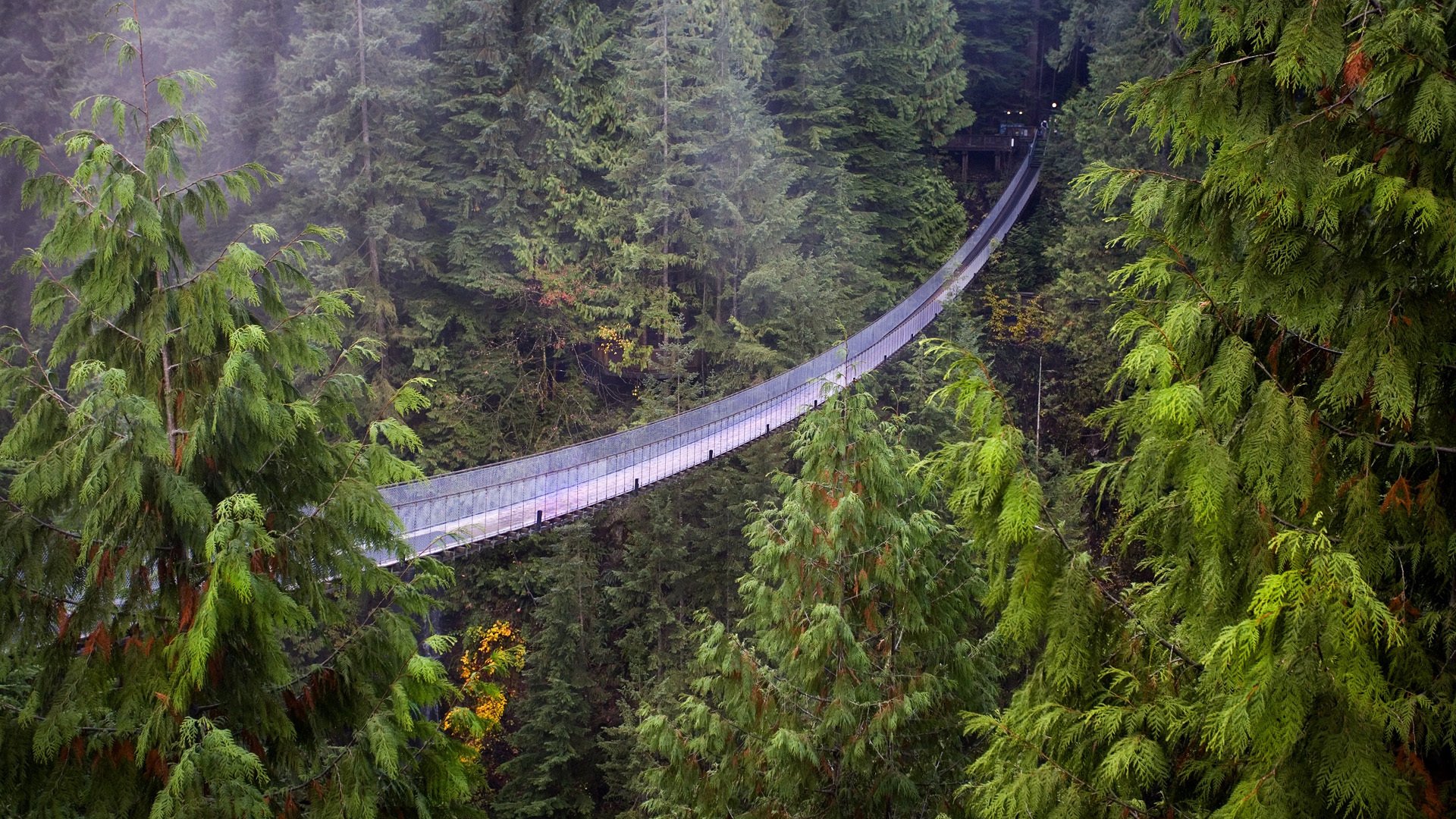 most wiszący vancouver kolumbia brytyjska las sekwoji wysokość