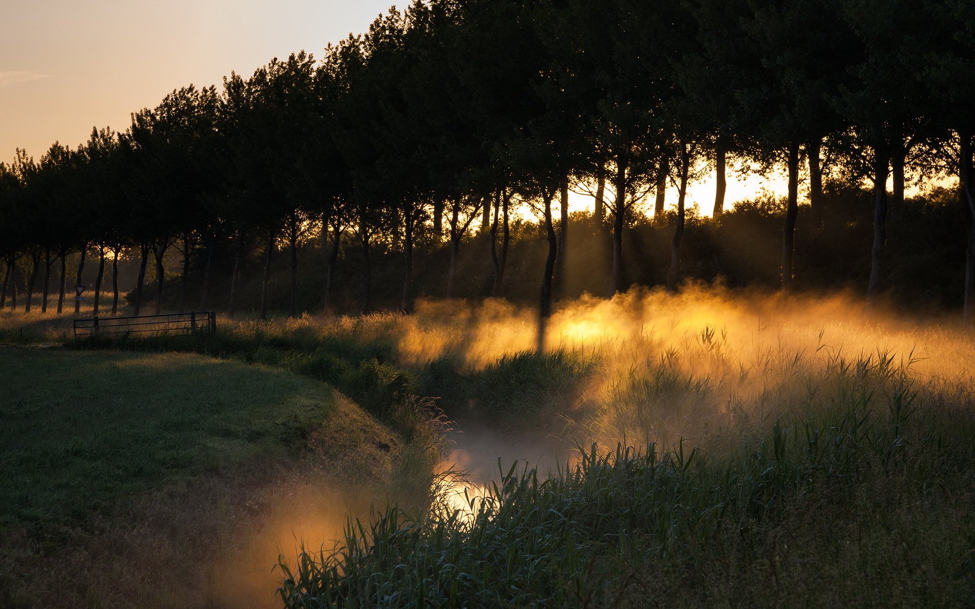 brouillard arbres champ paysage