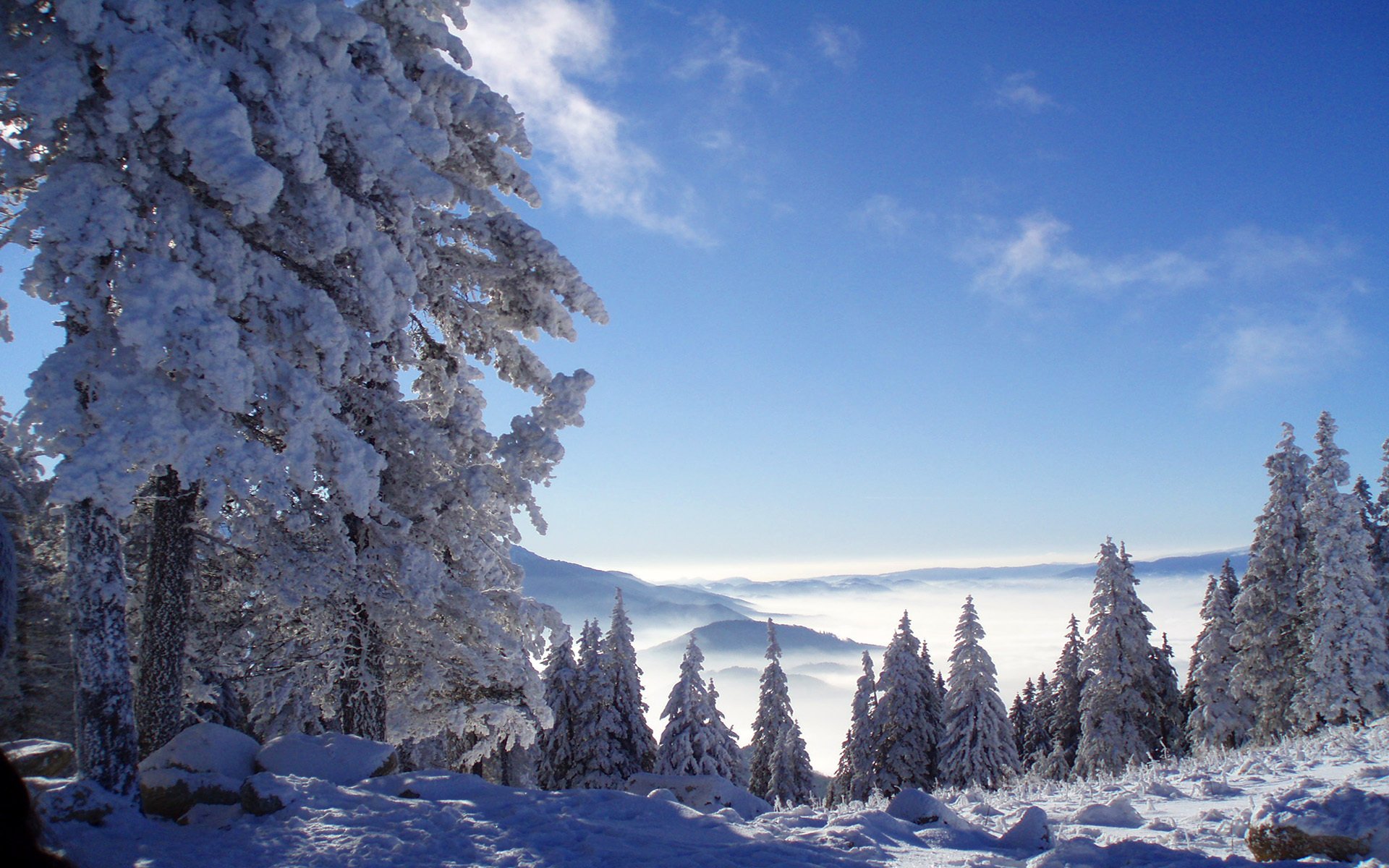 natura montagna foresta neve inverno