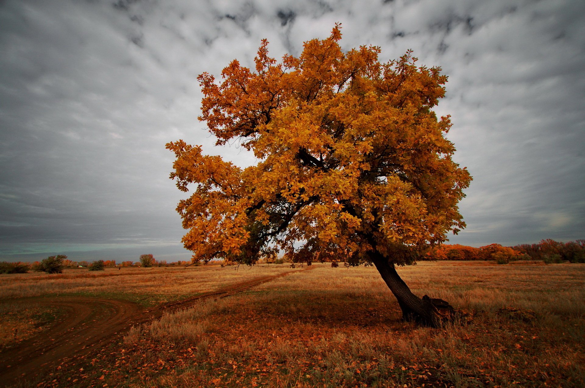 arbre champ automne nature paysage