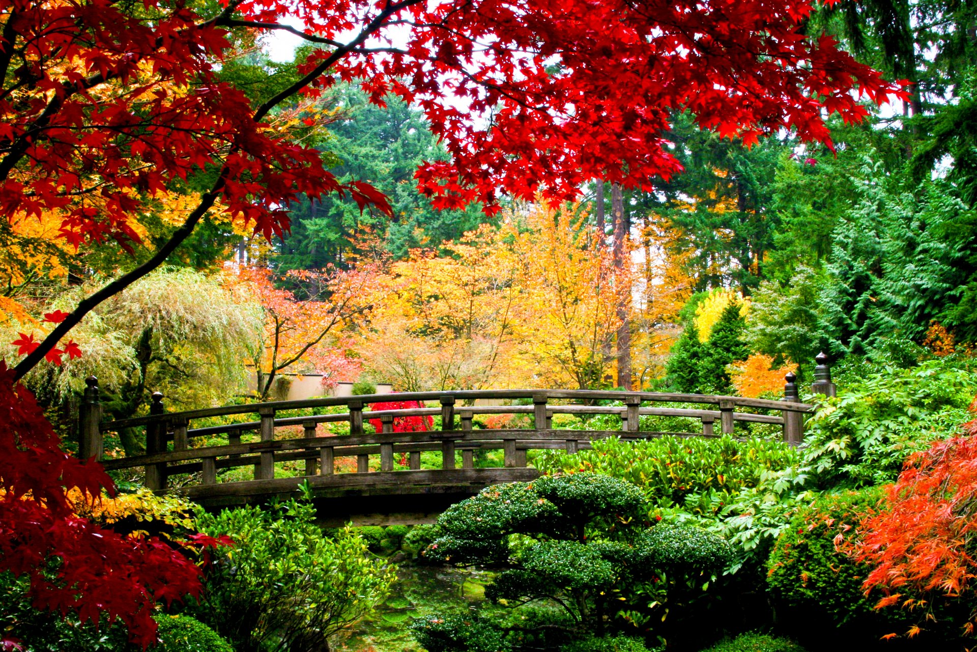 herbst natur brücke aus holz bäume blätter rot grün gelb