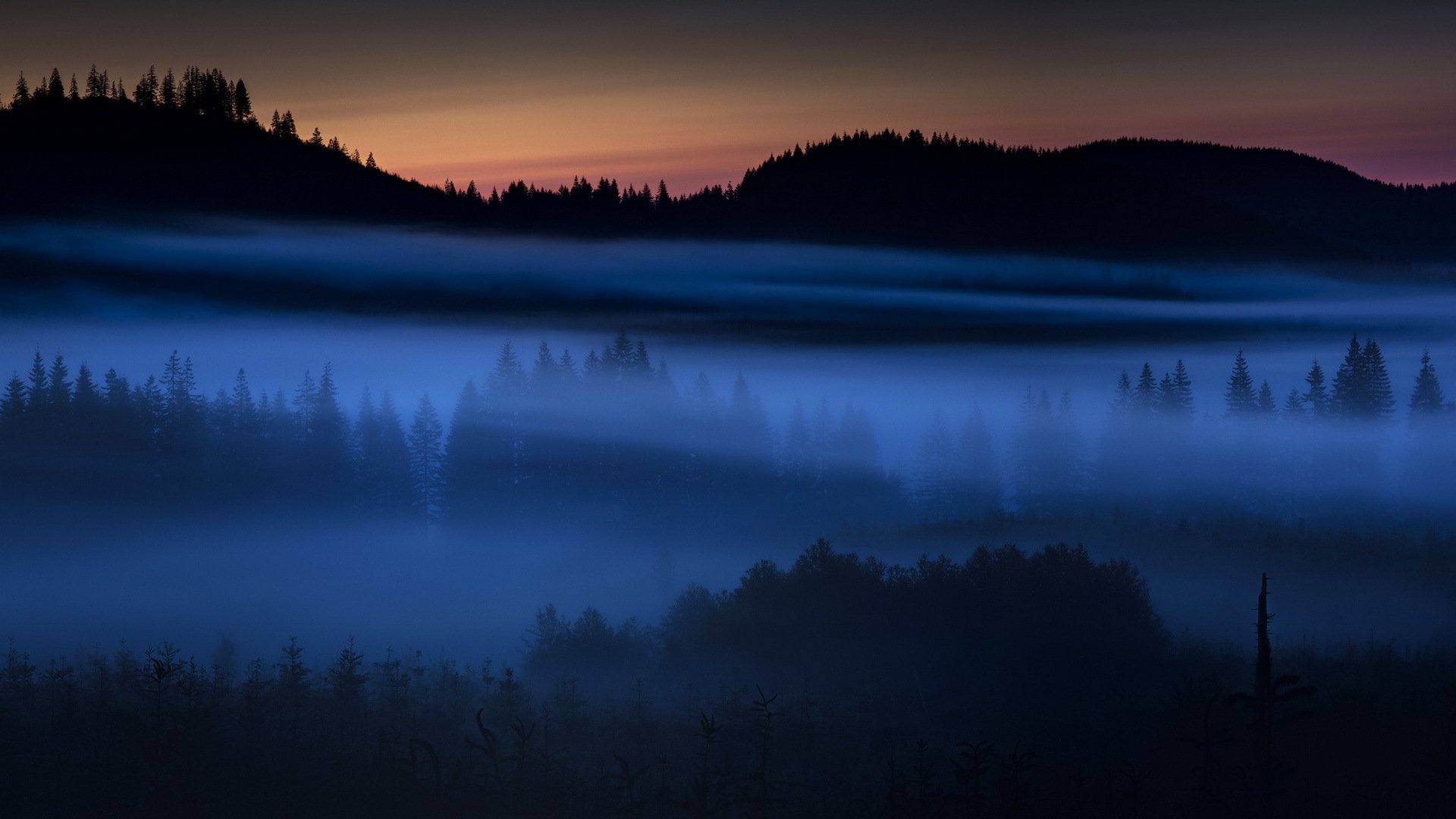 night the field fog landscape