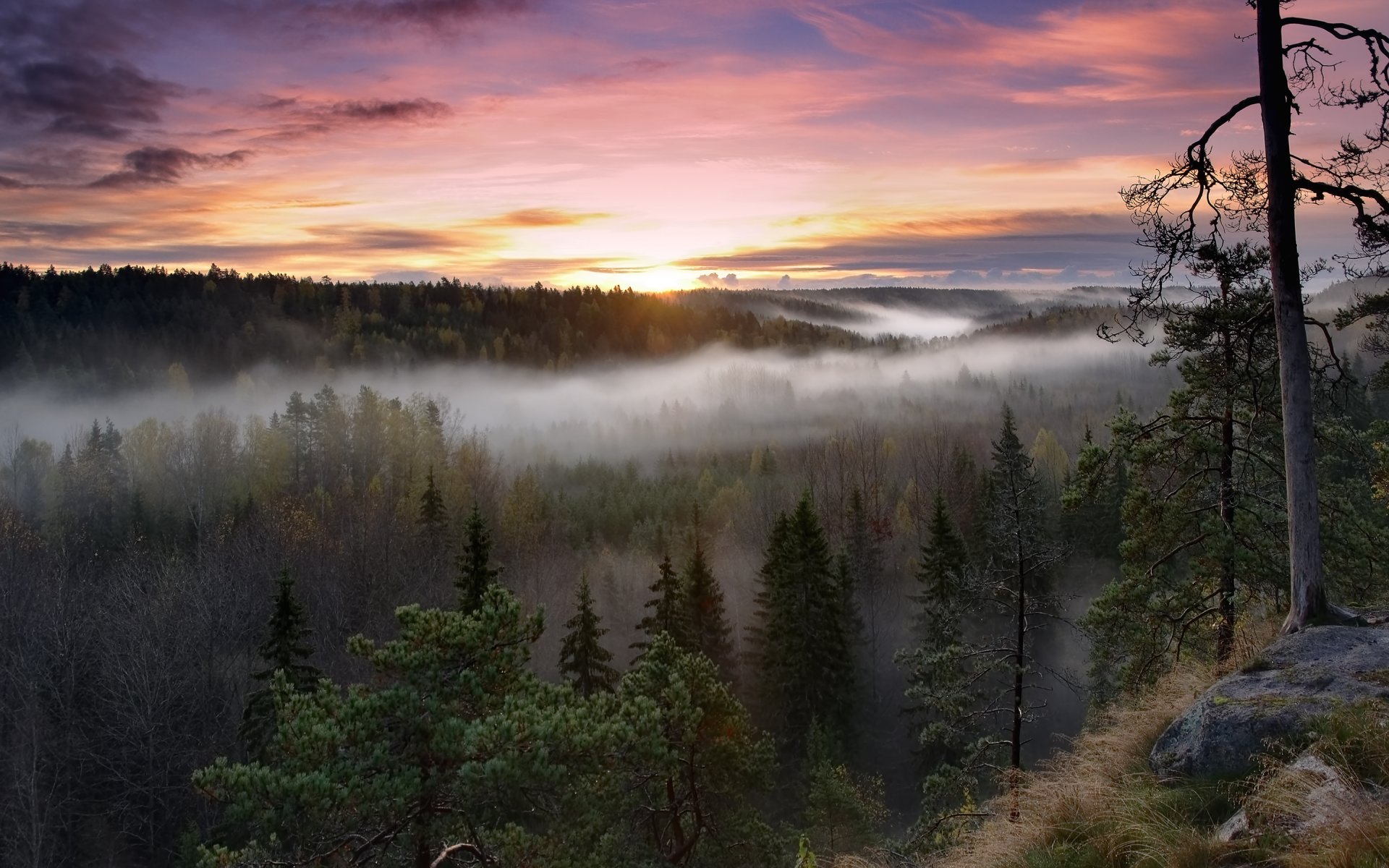 noux park narodowy finlandia las wschód słońca mgła rano drzewa natura