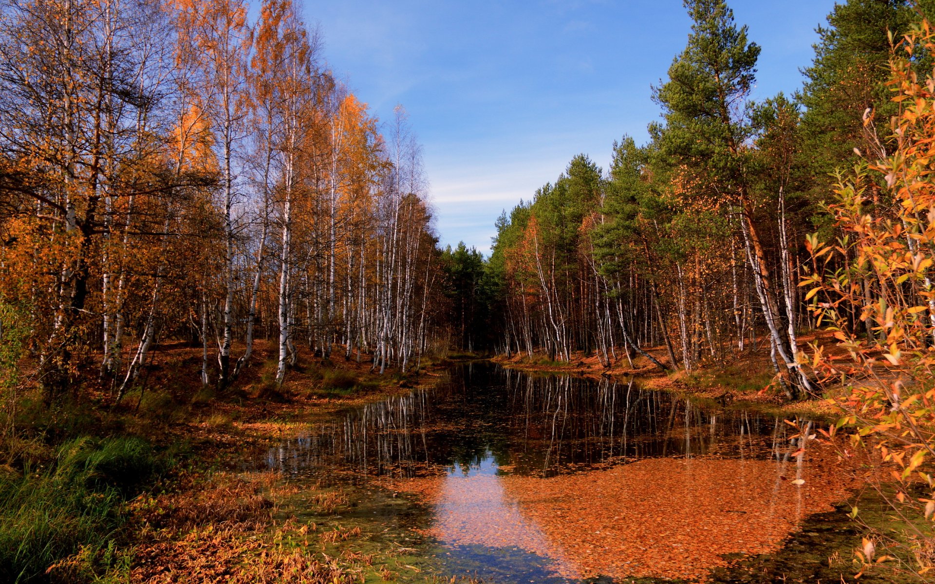 jesień las rzeka