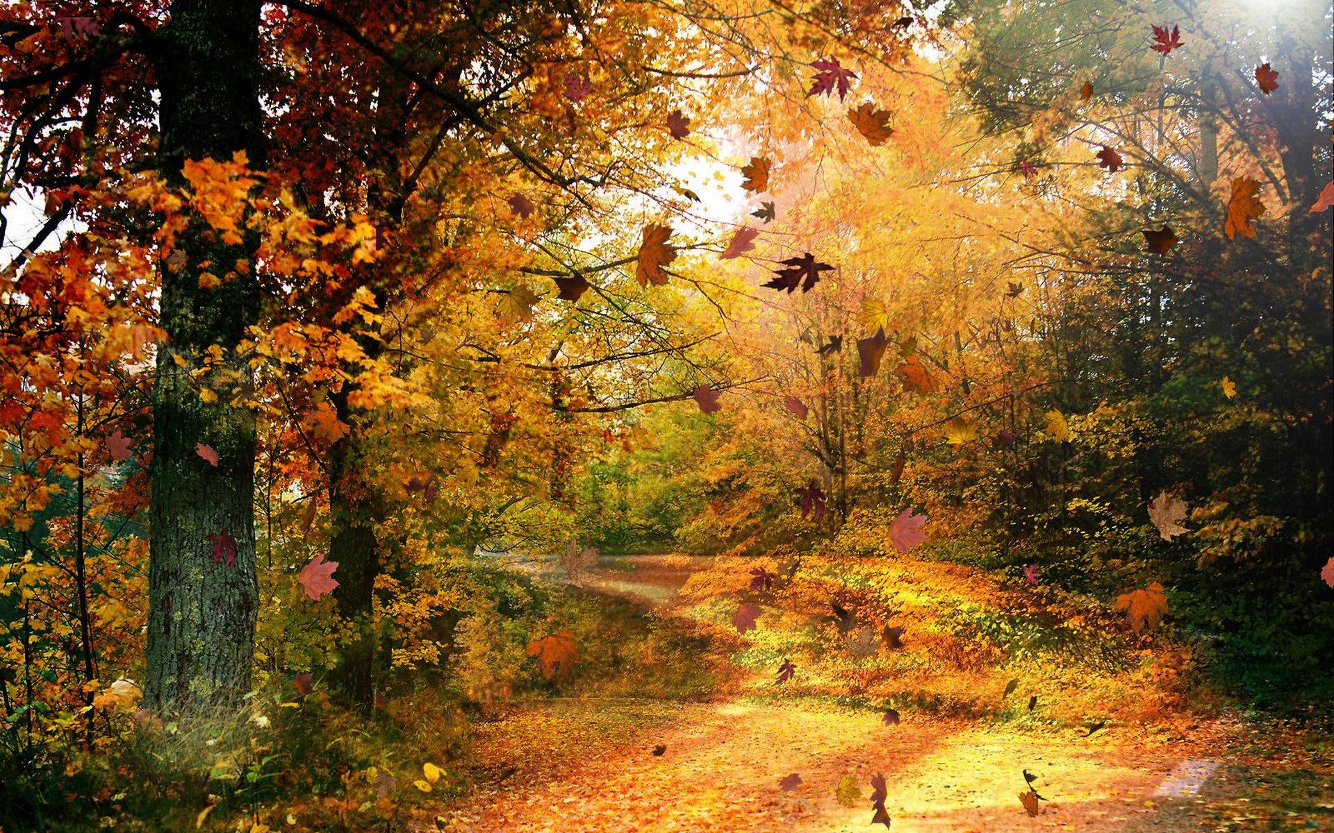 wald bäume blätter zweige laub golden herbst