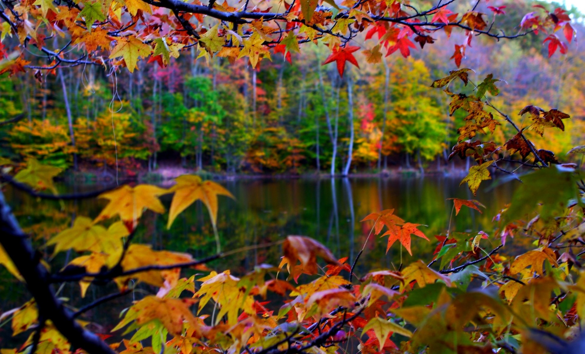 paisaje naturaleza hojas otoño macro