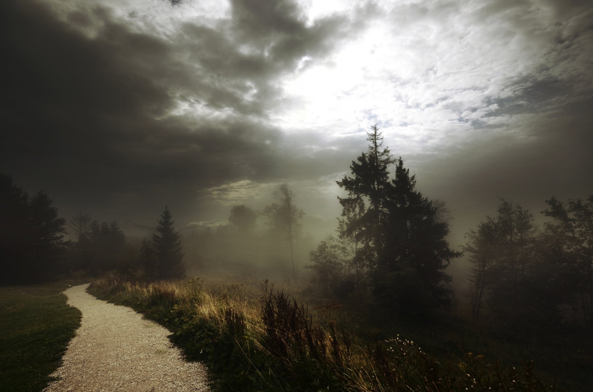 nebel gehweg fußweg wald wolken bäume gras