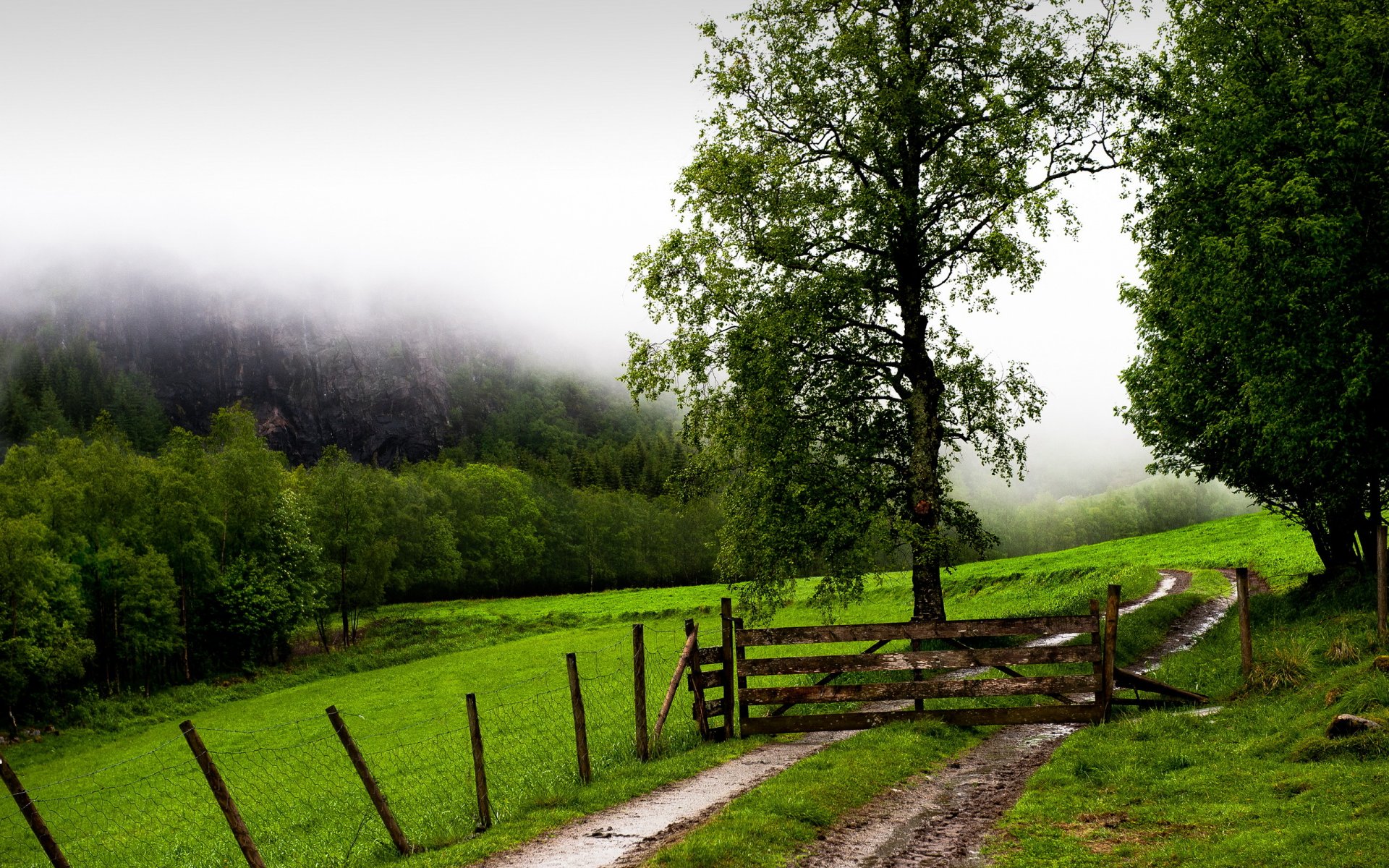 feld nebel zaun tor