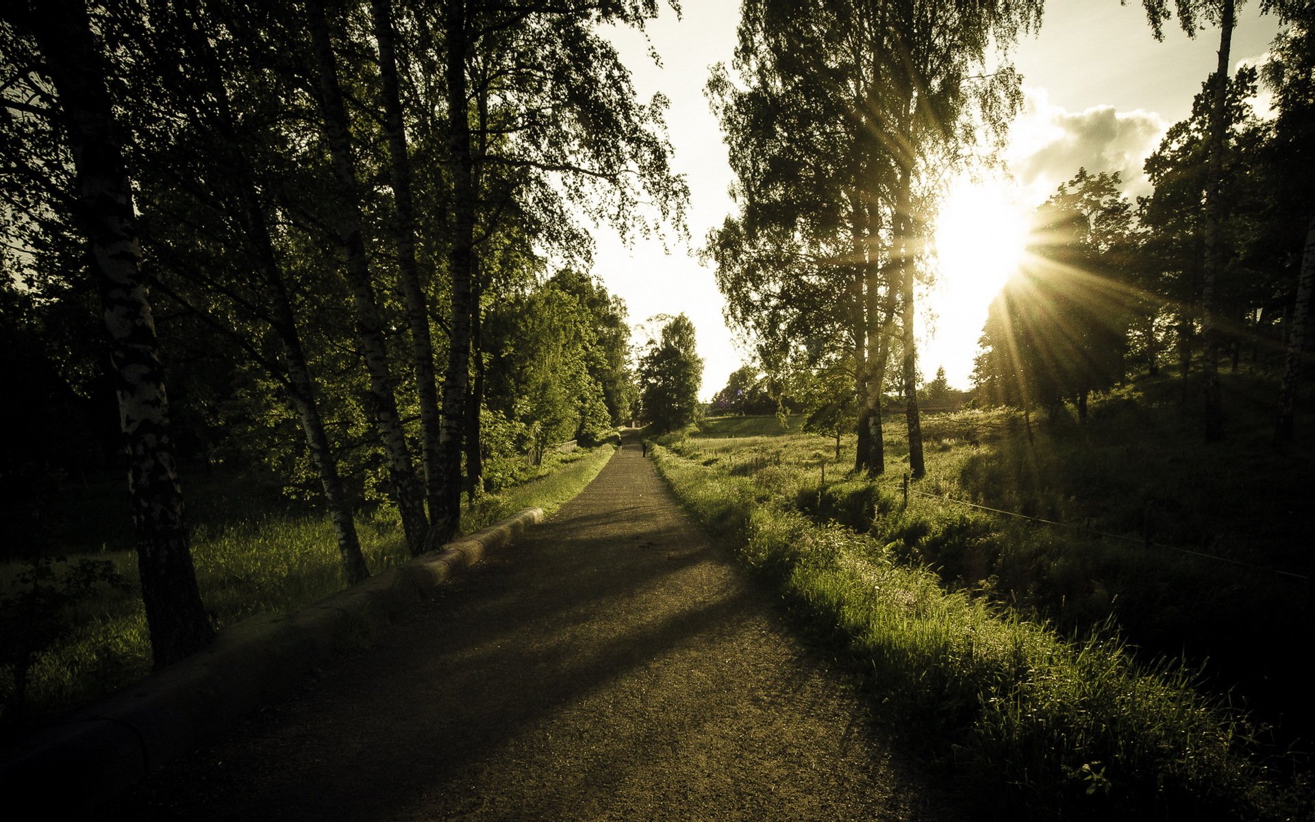 straße bäume licht landschaft