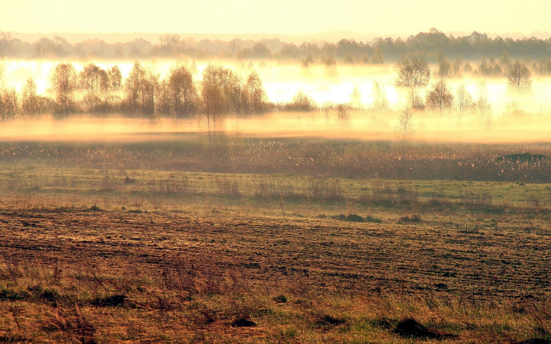 the field fog morning nature landscape