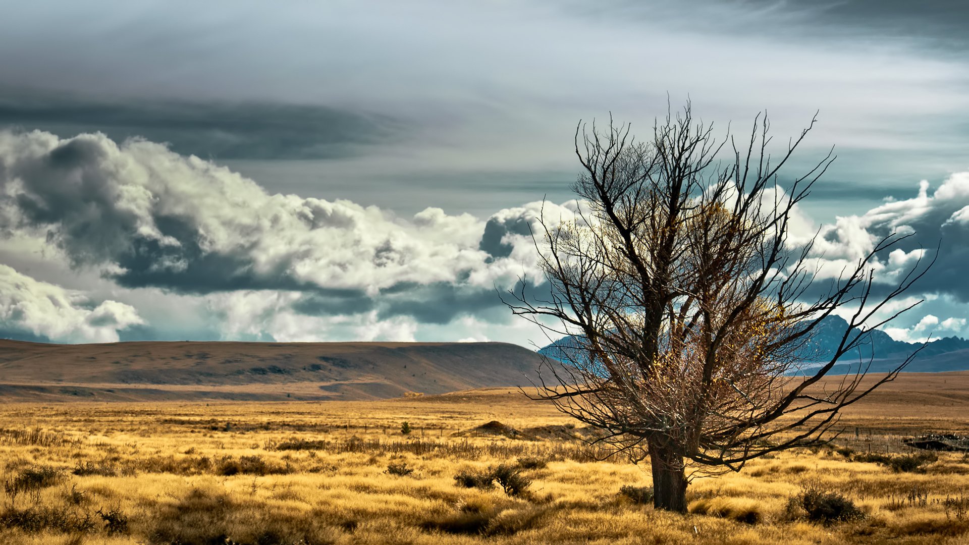 new zealand tree steppe mountain sky cloud