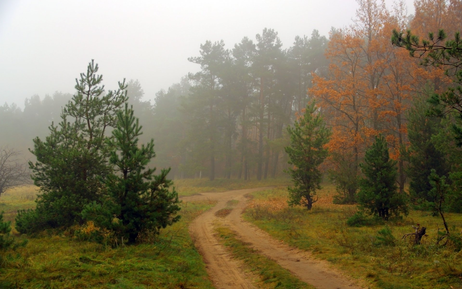 wald straße nebel natur landschaft