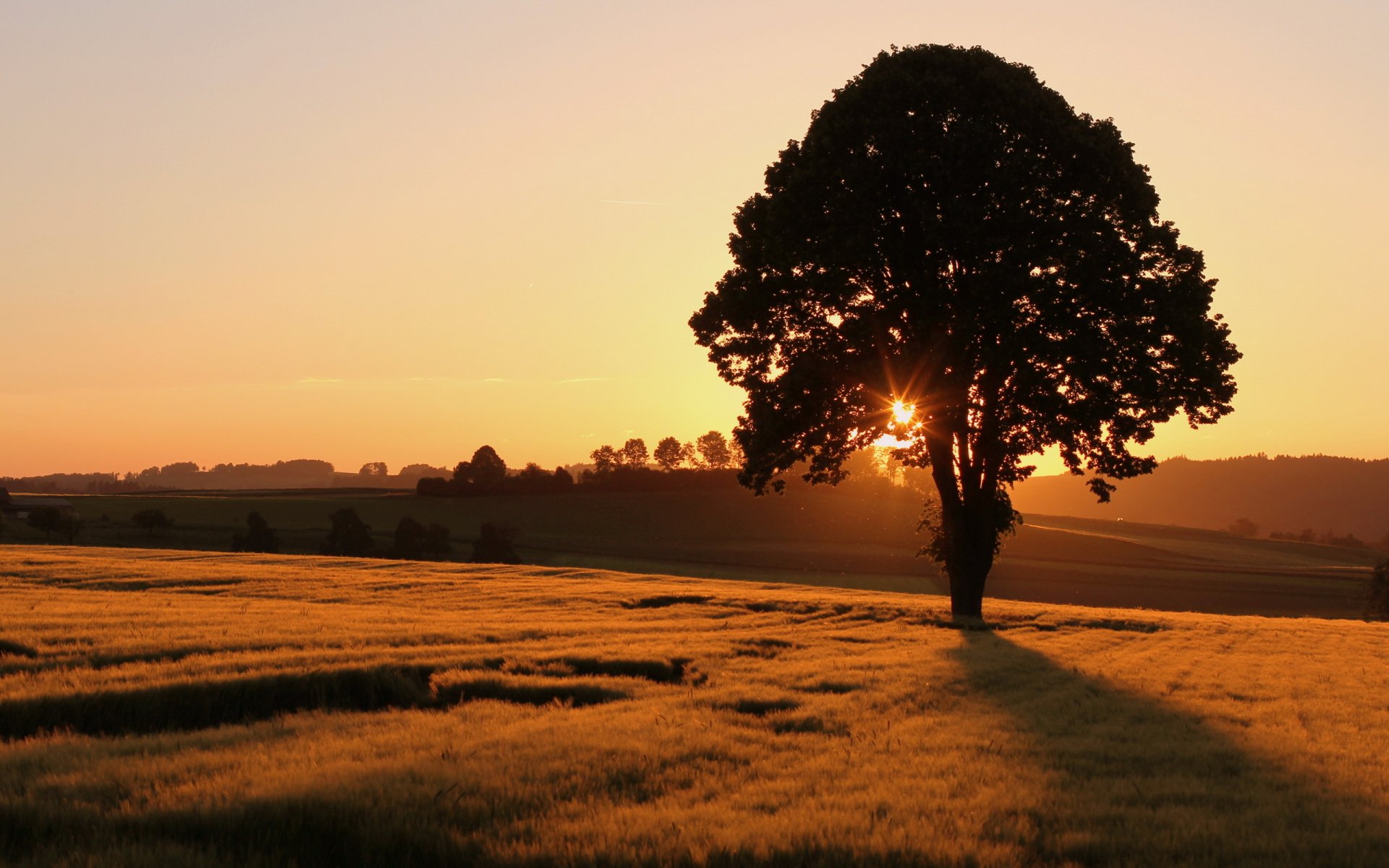 sonnenuntergang feld baum landschaft