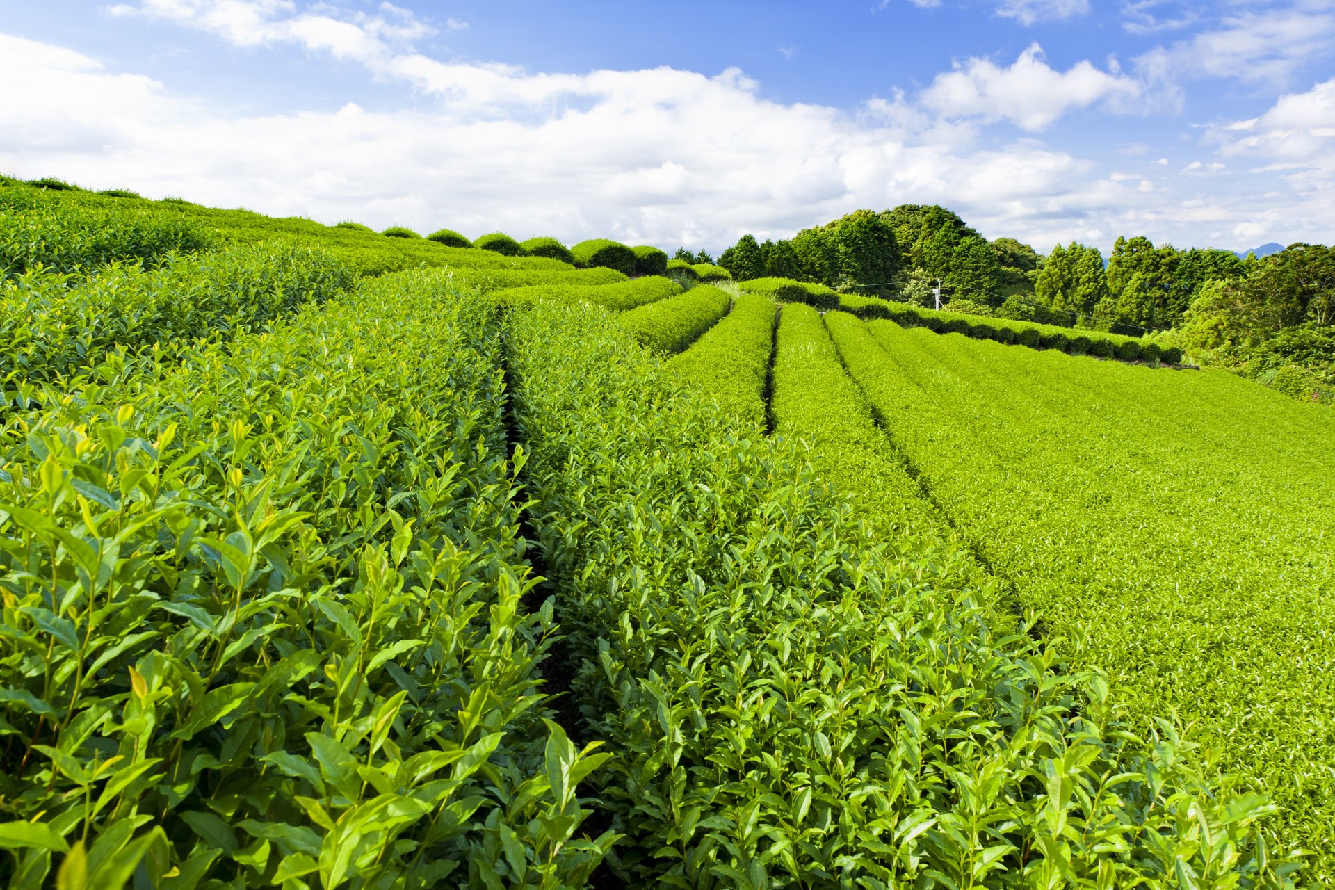 plantación casa de té hojas verde caminos caminos cielo