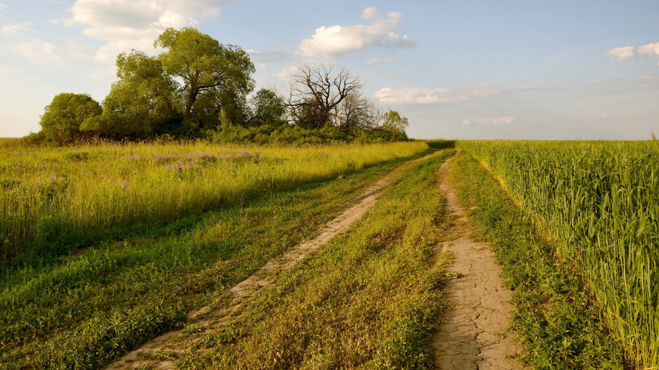 campo strada estate natura paesaggio