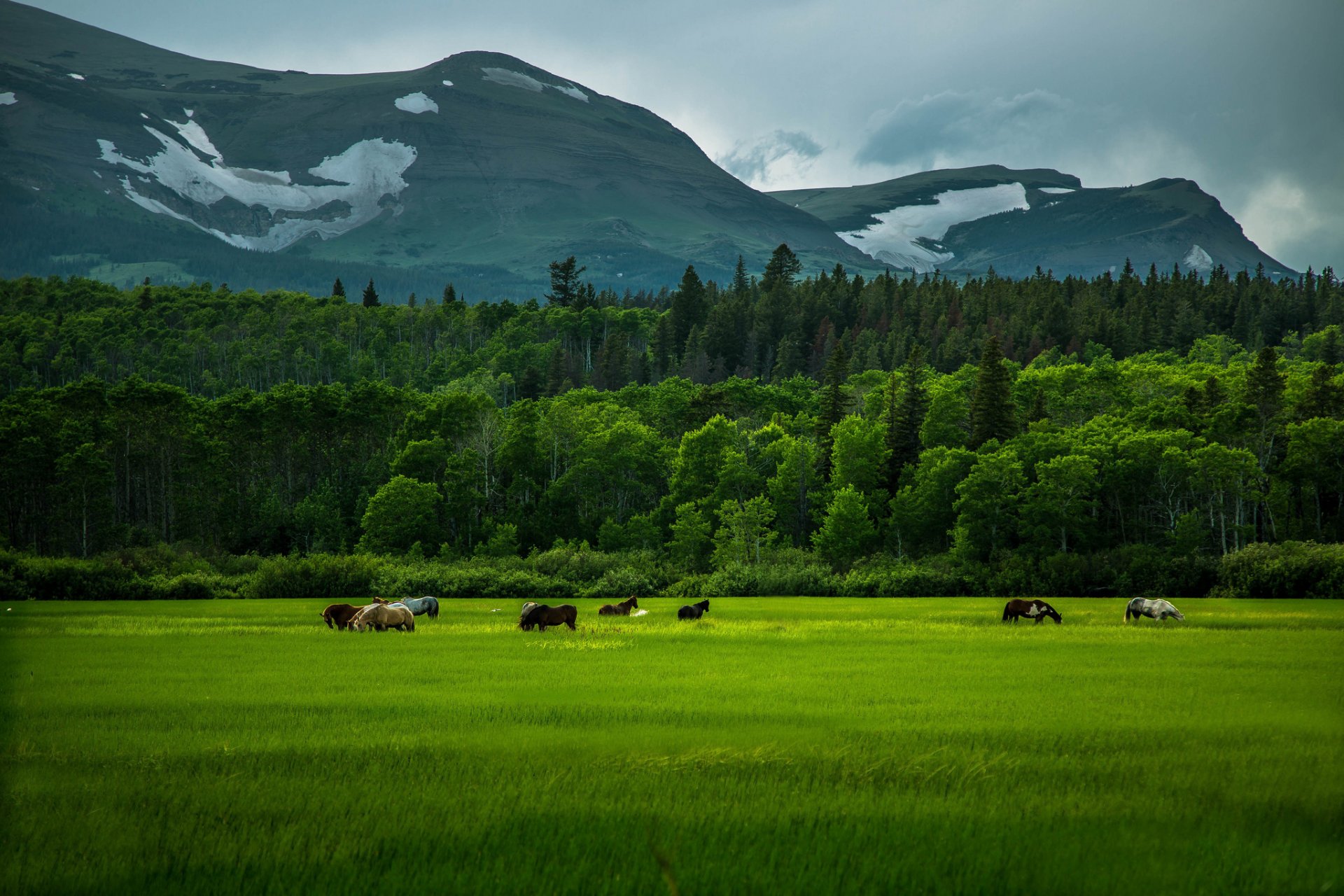 horses the field grass green mountain