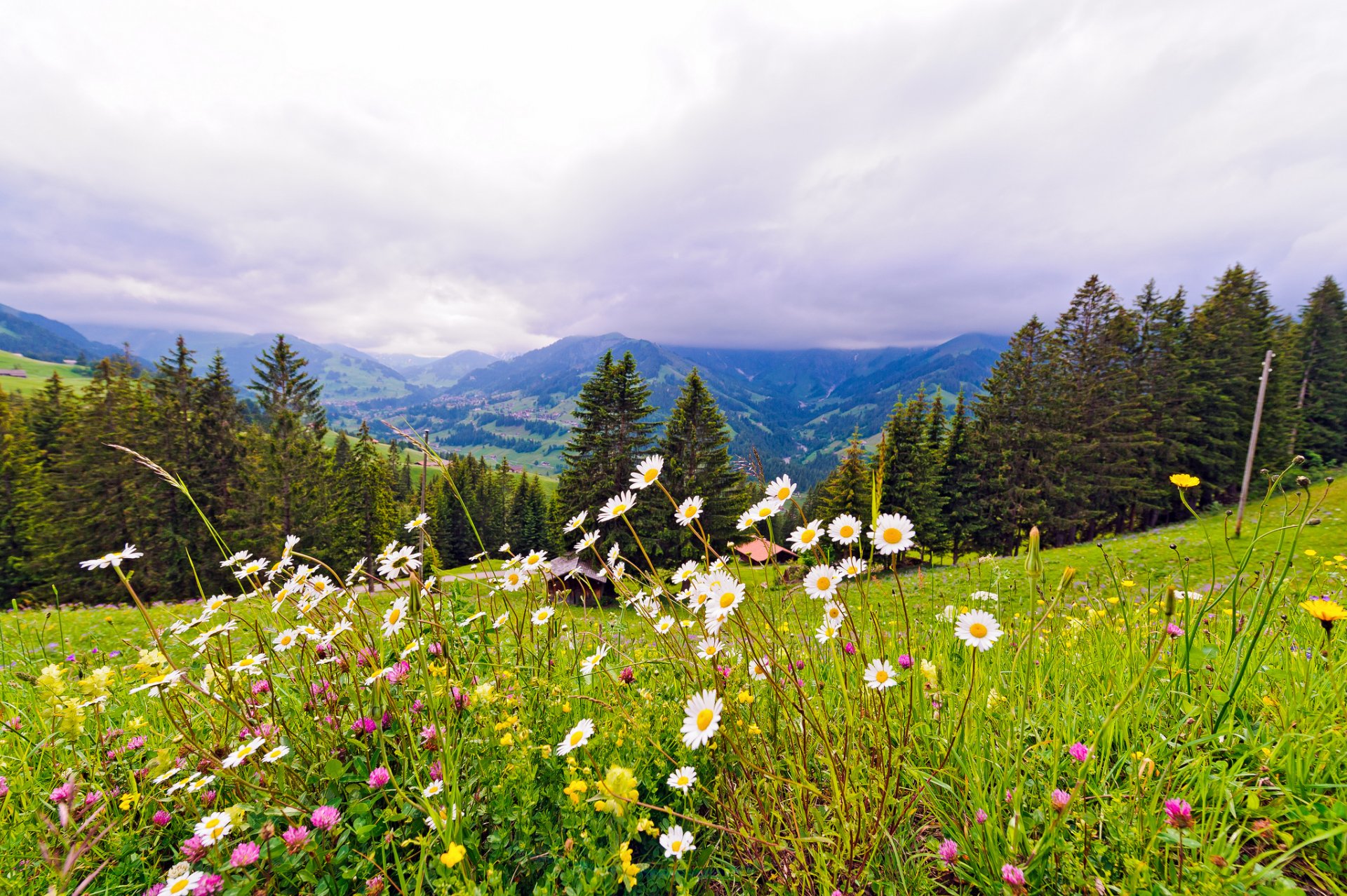 suiza montañas prado flores árboles naturaleza