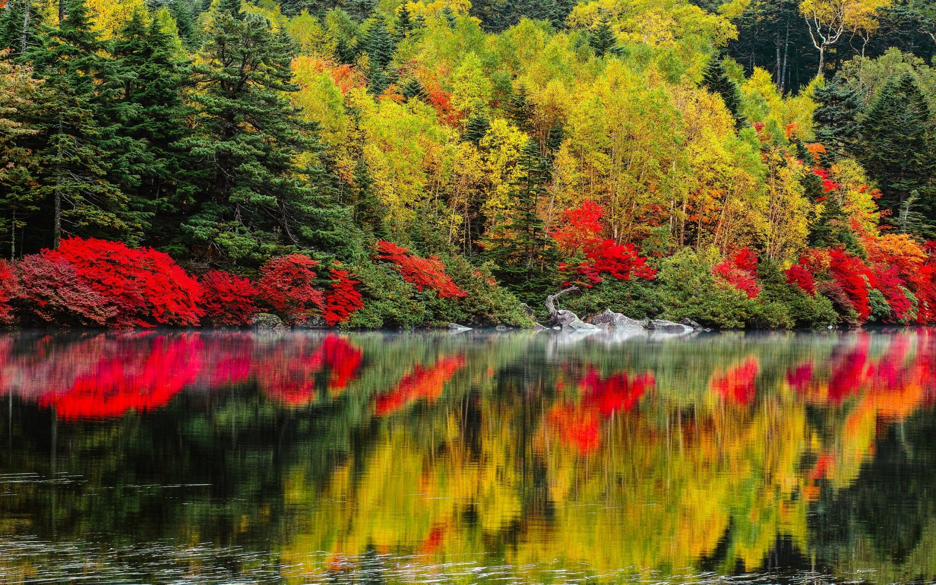 natura paesaggio lago autunno alberi foreste