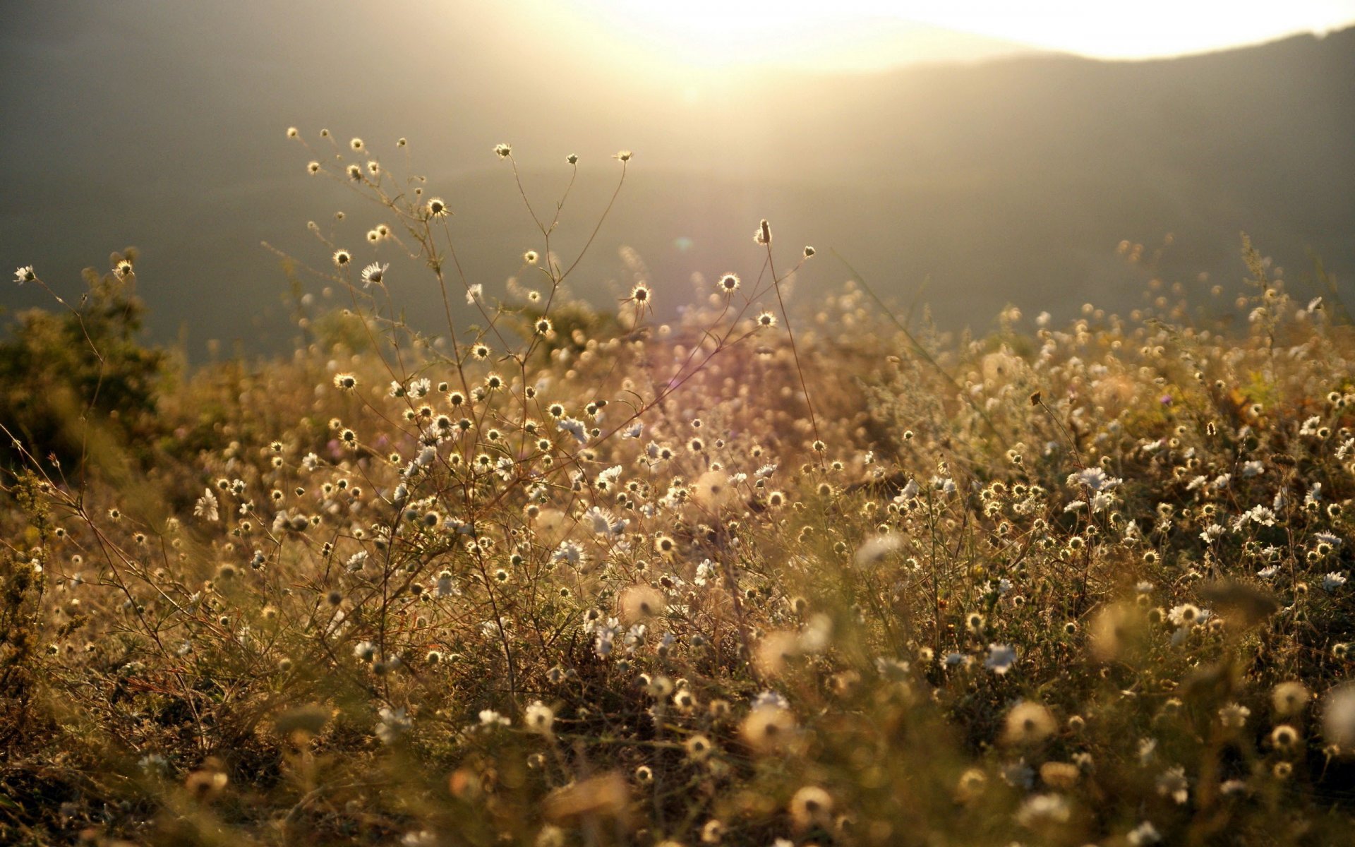 nature forest mountain field meadow grass vegetation lawn white flower light sun rays bright