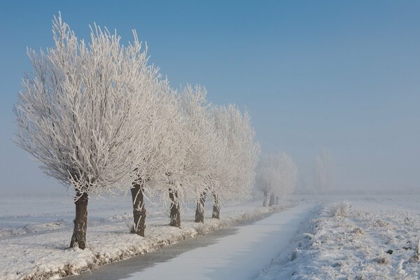 Alberi in brina allineati lungo la strada innevata