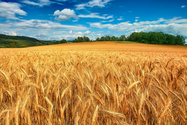 Enorme campo de espigas de trigo