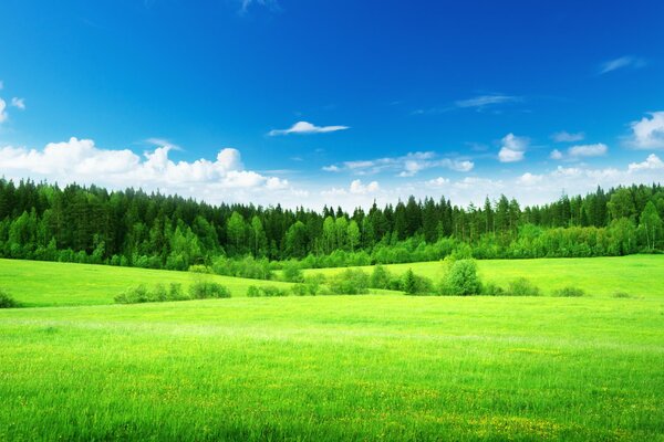 Cielo azul y hierba verde con bosque