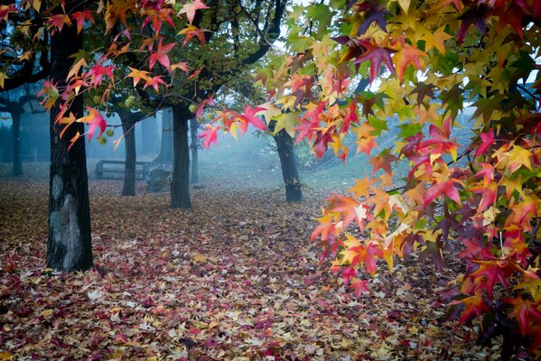 Beautiful autumn in the garden