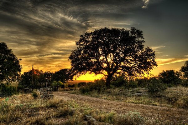 Sonnenuntergang in der Natur. Großer Baum