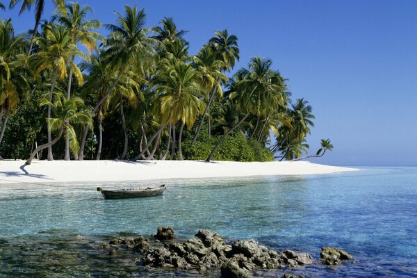 Palm trees on white sand on the beach by the ocean