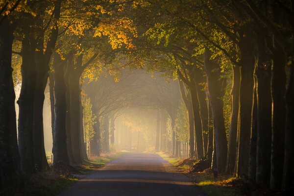 Autumn in the forest. The road among the trees