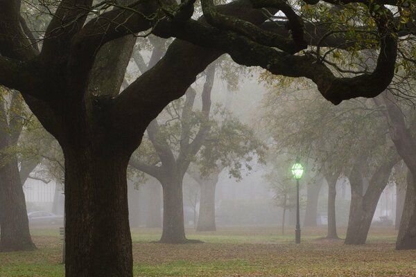 Linterna en el parque cerca de los árboles en la niebla