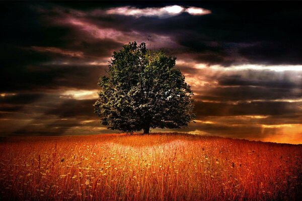 Baum unter Gewitterwolken im scharlachroten Feld