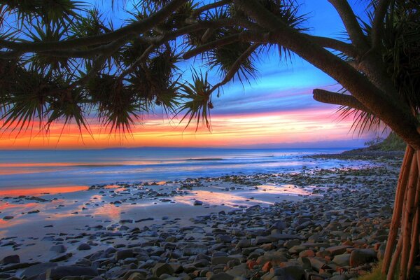 Palmier poussant sur la côte de l océan au coucher du soleil