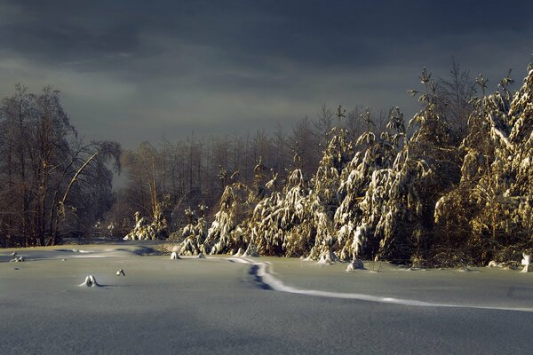 A night in the winter forest