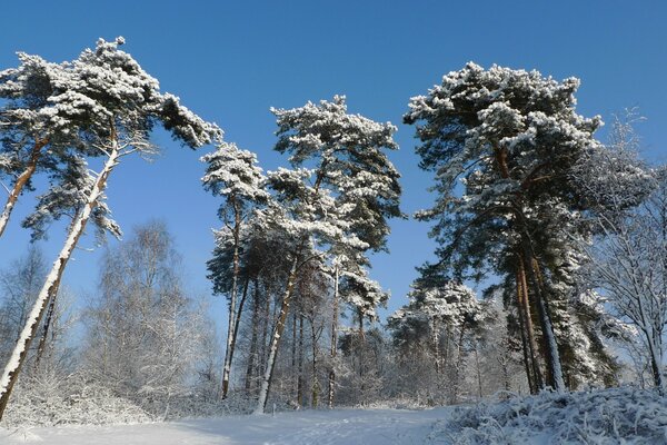 Trees in snow and frost against the blue sky in winter