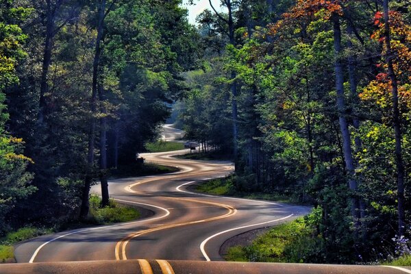 Un camino sinuoso que conduce al bosque