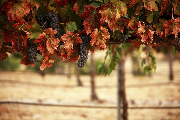 Bunches of grapes. Beautiful nature